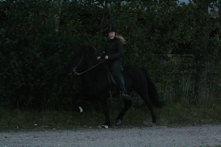Islænder Gandor fra Ågaarden billede 18
