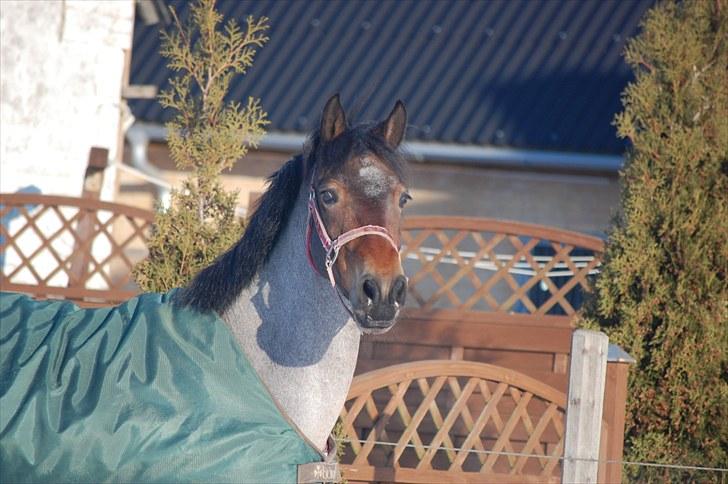 Welsh Partbred (Sec F) Kildegård Laura  - vinterhygge  billede 13