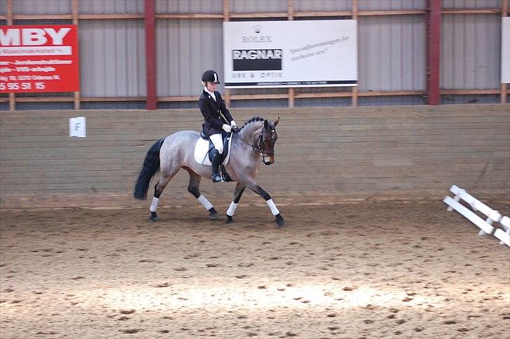 Welsh Partbred (Sec F) Kildegård Laura  - dig og mig skat<333 billede 14