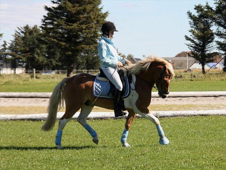 Pinto Julius - Solgt billede 8