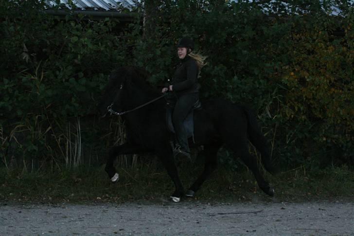 Islænder Gandor fra Ågaarden billede 19