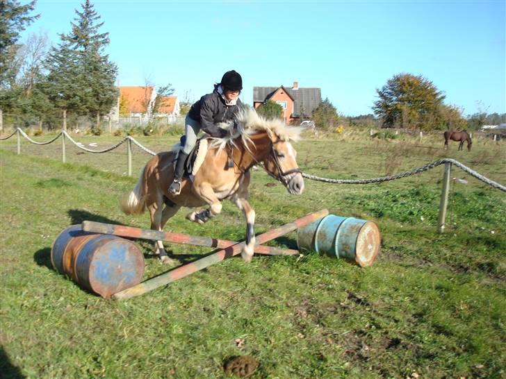 Haflinger Daisy Høgh SOLGT - Daisy er til springtrænning..=P billede 8