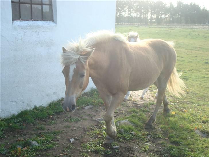 Haflinger Daisy Høgh SOLGT billede 9