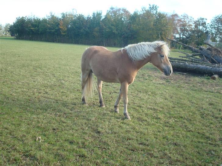 Haflinger Daisy Høgh SOLGT billede 10