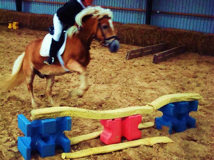 Haflinger Daisy Høgh SOLGT billede 11