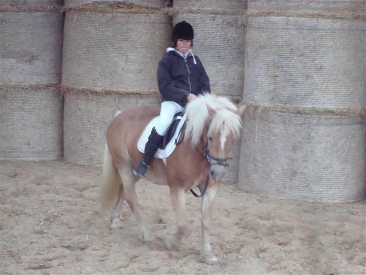 Haflinger Daisy Høgh SOLGT billede 12