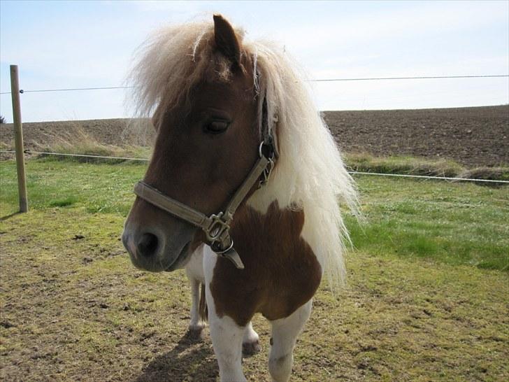 Shetlænder Hugo billede 1