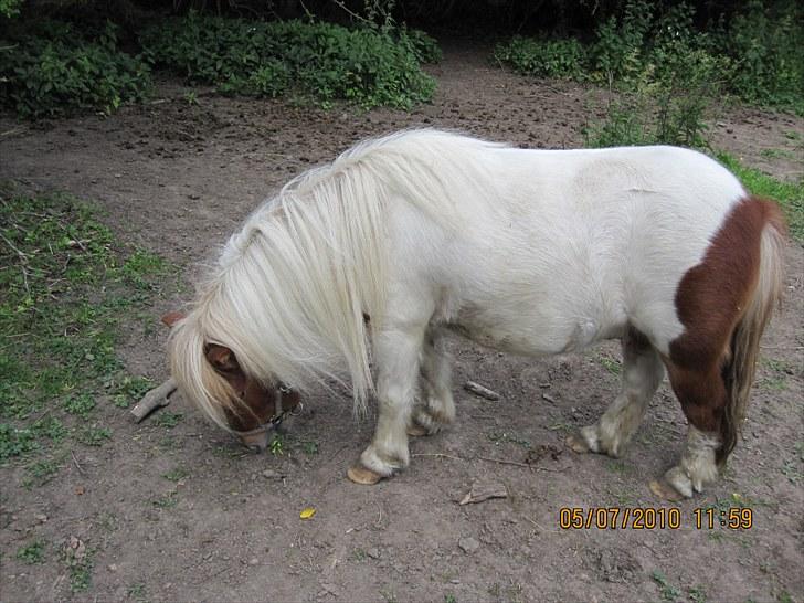 Shetlænder Hugo billede 2