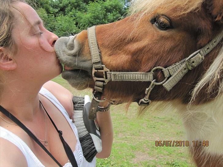 Shetlænder Hugo - kys kys  billede 3