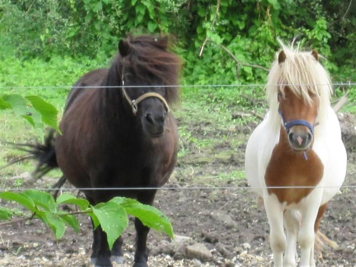 Shetlænder Hugo - Line og Hugo stiller op til fællesfoto:) billede 4