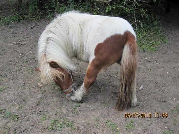 Shetlænder Hugo - Arrh hesteben smager godt,, HVAD er det mit eget??? billede 5