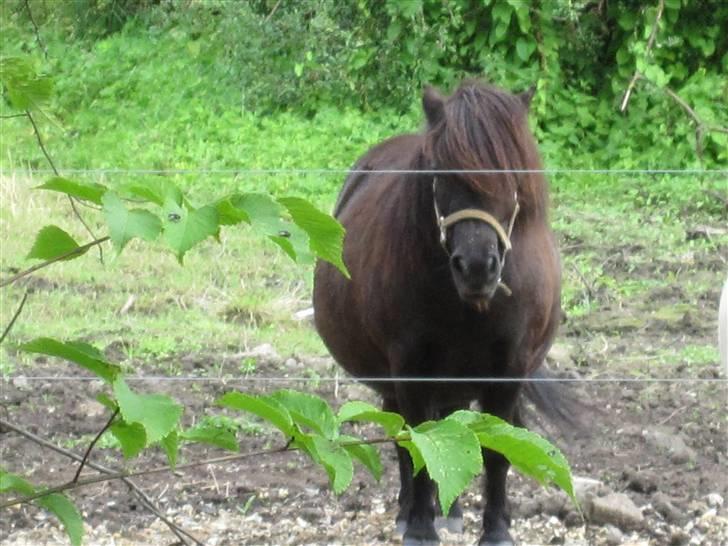 Shetlænder Line billede 11