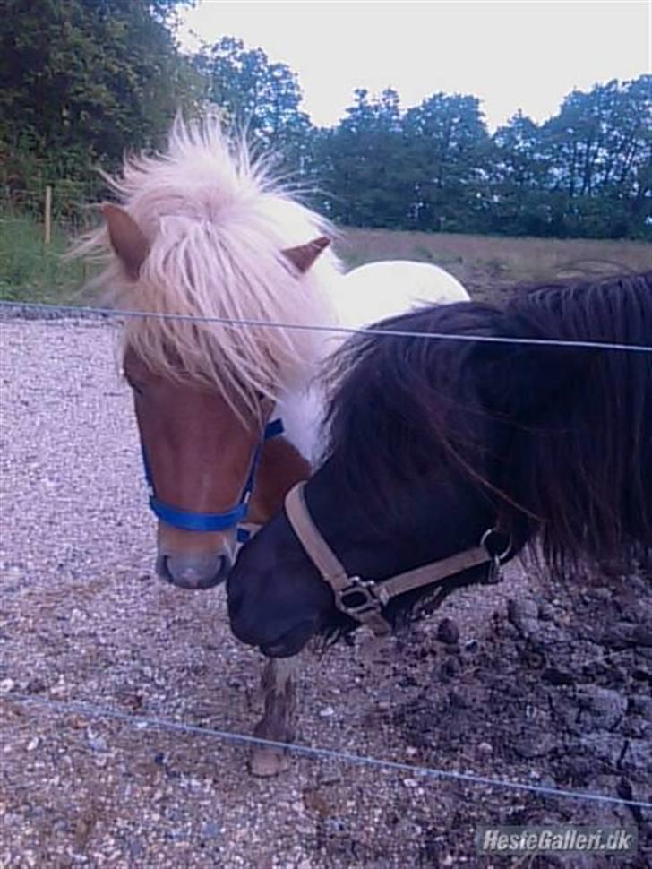 Shetlænder Hugo - Hugo og Line kysser <3 billede 6