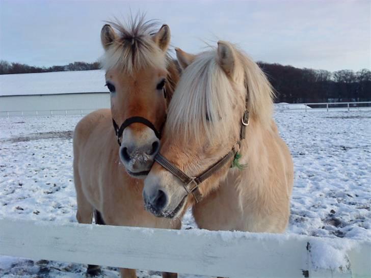 Fjordhest EMINENT (Emma) - Eminent og klaus - best friends :) foto: Caroline billede 5