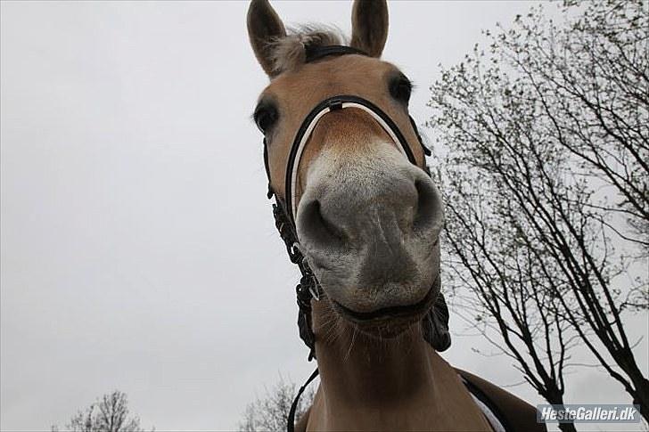 Fjordhest EMINENT (Emma) - Det der billede, det er godt=D Foto: Caroline billede 8