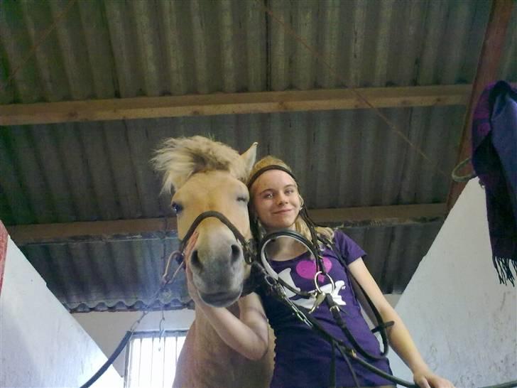 Fjordhest EMINENT (Emma) - Kom så Emi blink til fotografen:-) Foto: Sarah billede 9