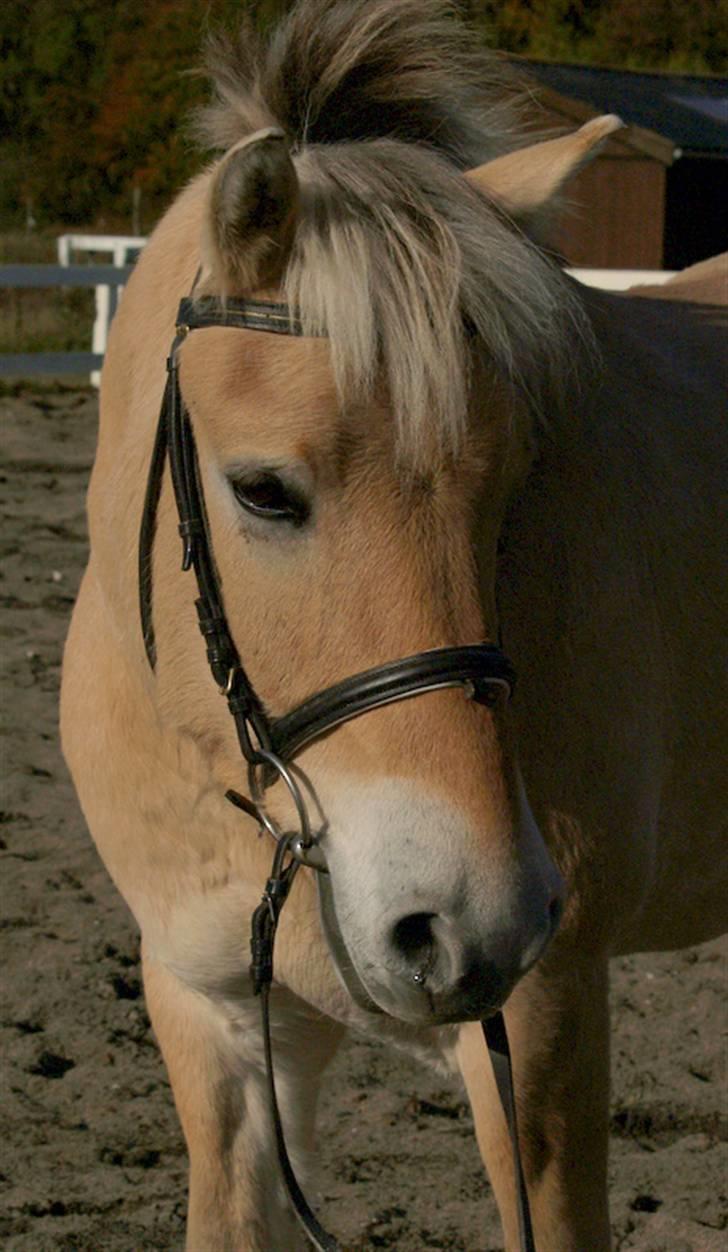 Fjordhest EMINENT (Emma) - Heej nuuus.. foto: Peter billede 10