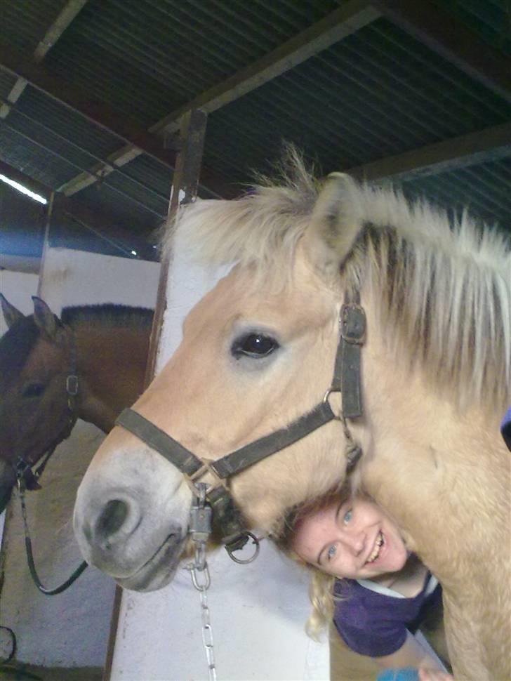 Fjordhest EMINENT (Emma) - Bøhhh:-) Foto Sarah billede 12
