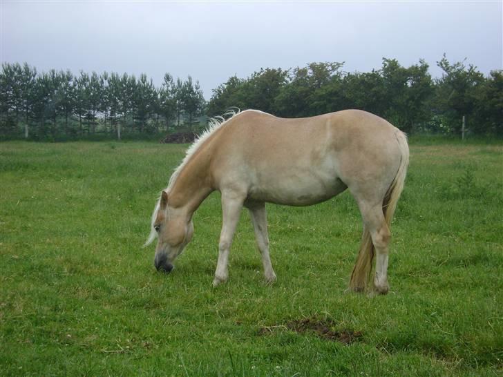 Haflinger Mirabell   (Storesøsters) - Mirabell der græsser billede 3
