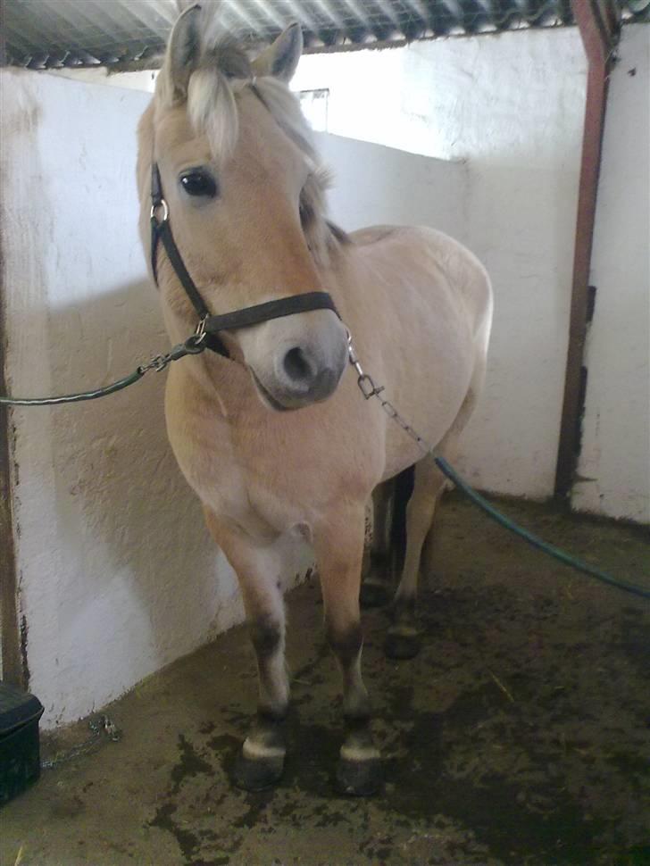 Fjordhest EMINENT (Emma) - Han ligner en hundehvalp, han er da SØØØD!!!!! Foto: Mig (Ann) billede 14