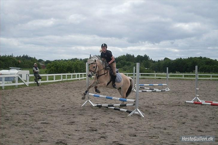 Fjordhest EMINENT (Emma) - Sygt sejt billede synes jeg, det ser vildt underligt men fedt ud :D Foto: Nadia billede 15