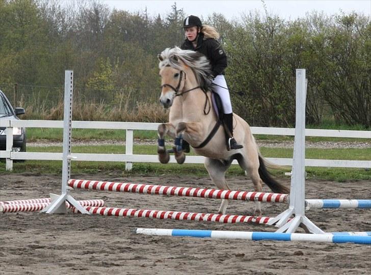 Fjordhest EMINENT (Emma) - Spring cup d. 8 maj 2010 Foto: Anne billede 17