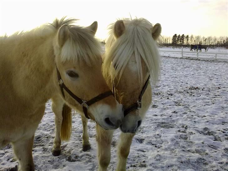 Fjordhest EMINENT (Emma) - Eminent gennem tygger Klaus´ grime :p Foto: Mig (Ann) billede 18