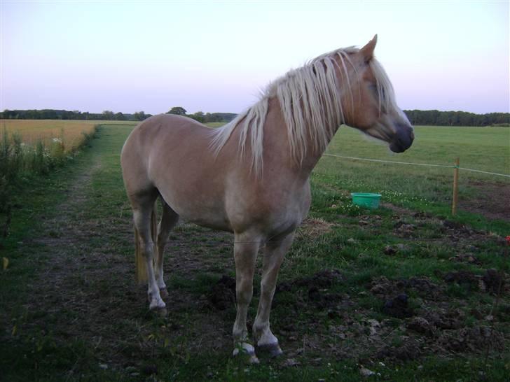 Haflinger Mirabell   (Storesøsters) billede 4