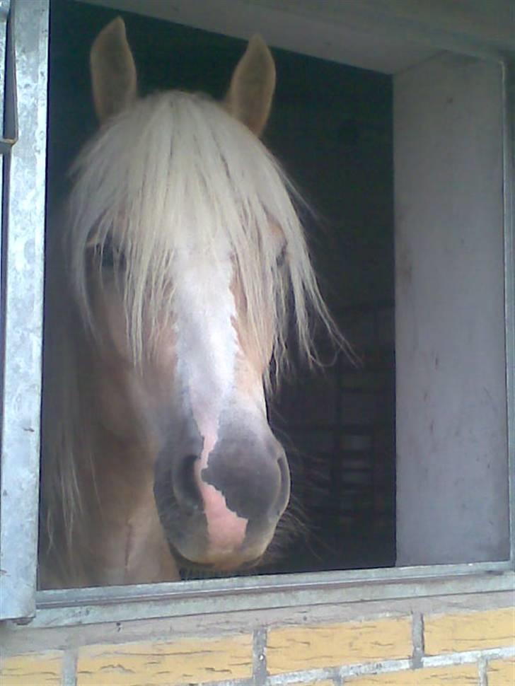 Haflinger Mirabell   (Storesøsters) - Nysgerrig ud af vinduet billede 5
