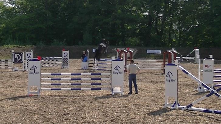 Dansk Varmblod Rinkenæs lucky joy- SOLGT billede 7