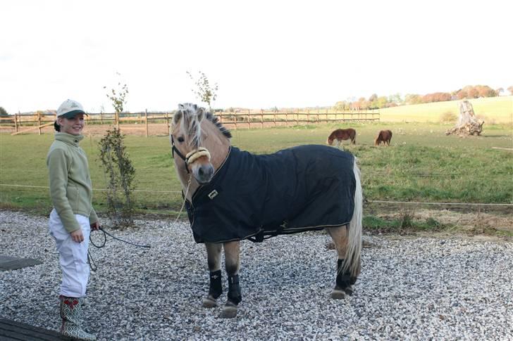 Fjordhest Athos - Så er vi klar til stævne (: d. 17./10.-2009 . billede 11