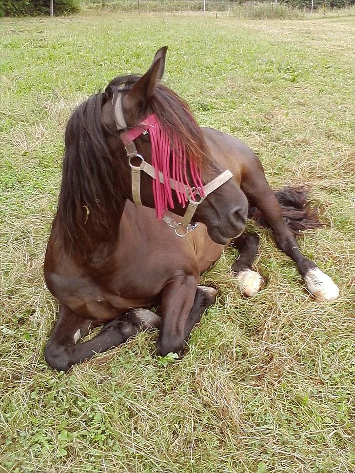 Welsh Cob (sec D) Valhallas Star Actress † billede 20