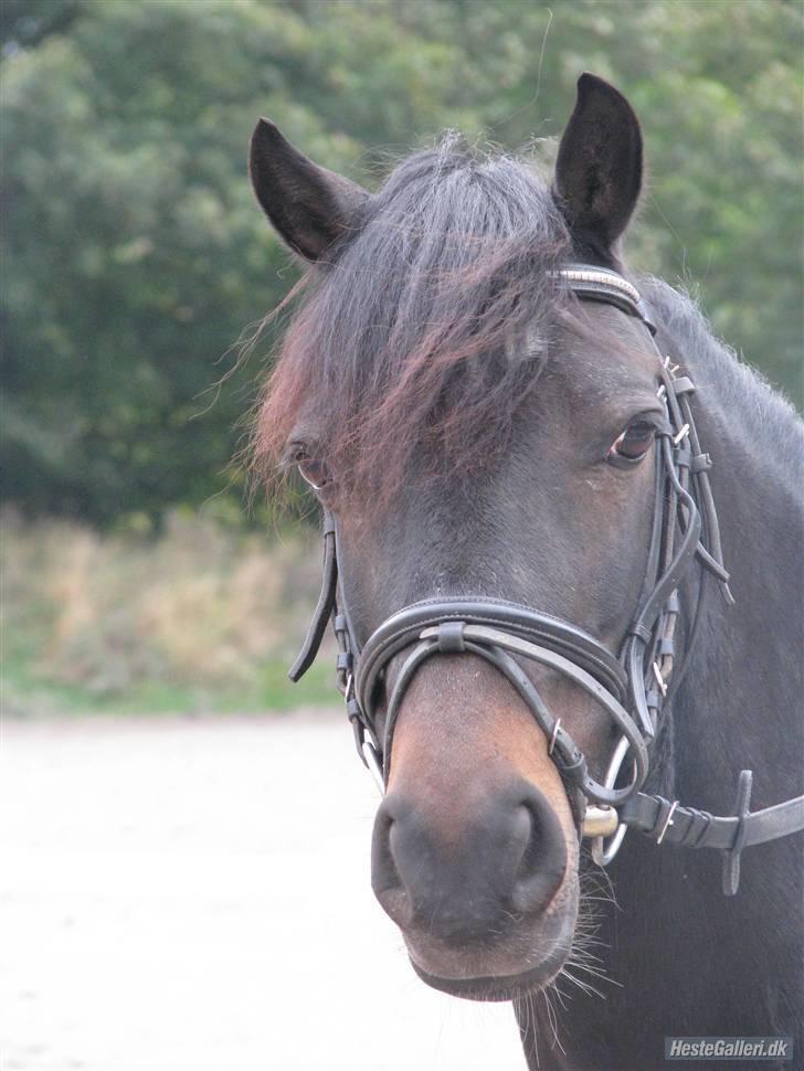 Welsh Cob (sec D) Merlyn Puzzle - Det lille pruttedyr<3 billede 5