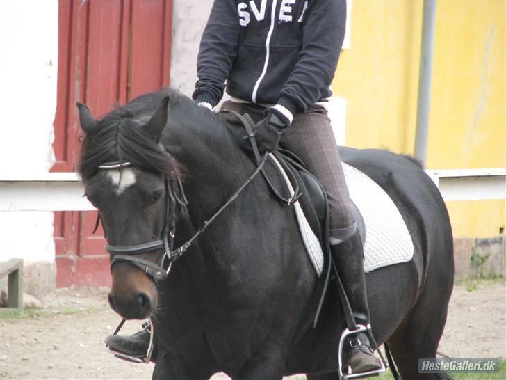 Welsh Cob (sec D) Merlyn Puzzle - Puzzle <3 Love on you! billede 9