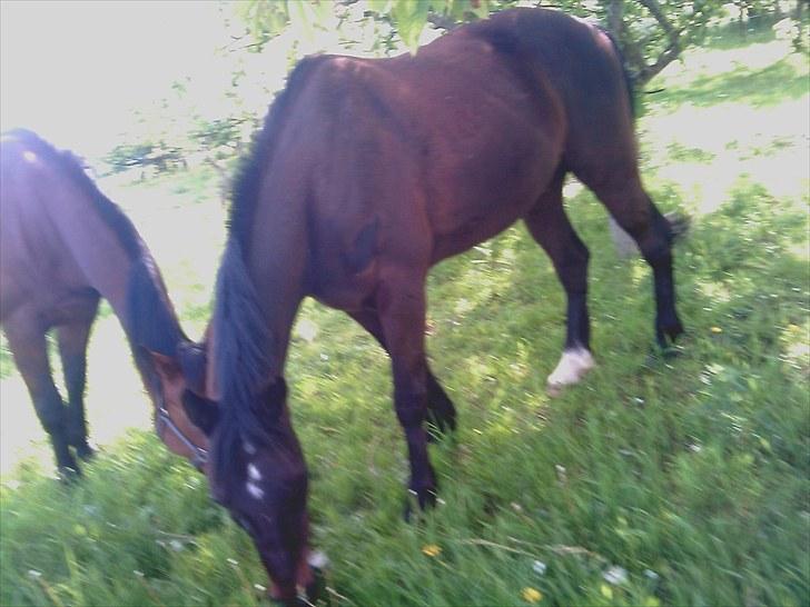 Traver Cyrano "Himmelhest" - Velkommen til Cyrano´s profil.. Cyrano på sommergræs.. Kopiring er strænkt forbudt!!!!!! 
Foto: Miig billede 1