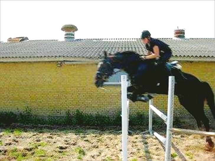 Traver Cyrano "Himmelhest" - Første dag vi sprang.. <3 Min dejlige super springer <3 
Foto: Sarah (tidligere ejer) billede 2