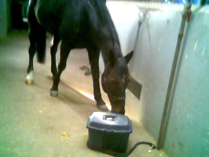 Traver Cyrano "Himmelhest" - Han kunne lugte gufferne, og prøved derfor og åbne de :) Og det lykkedes ham faktisk og åbne den uden den væltede 
Foto: Miig billede 3