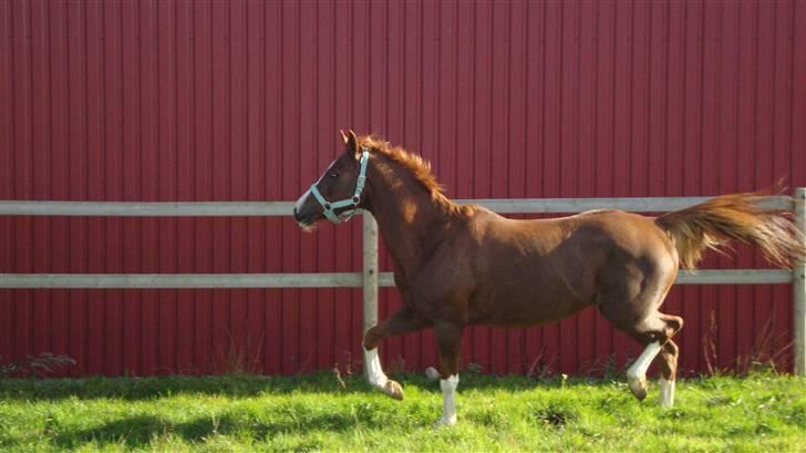 Sportsaraber (A) Iwan (four socks) billede 1