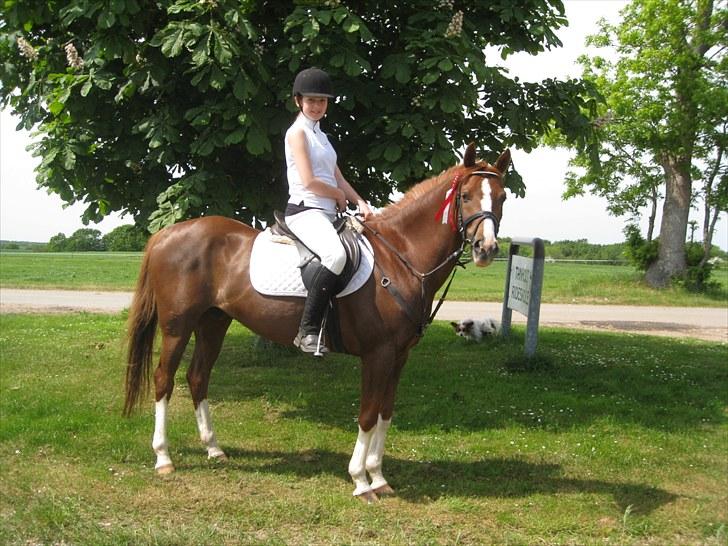 Sportsaraber (A) Iwan (four socks) - stine efter stævne med en flot 1 plads. billede 2
