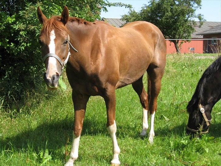 Sportsaraber (A) Iwan (four socks) billede 3