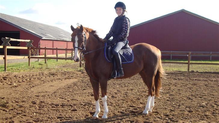 Sportsaraber (A) Iwan (four socks) billede 4