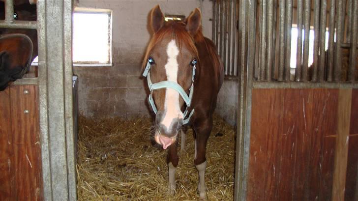 Sportsaraber (A) Iwan (four socks) - skøre iwan.. billede 5