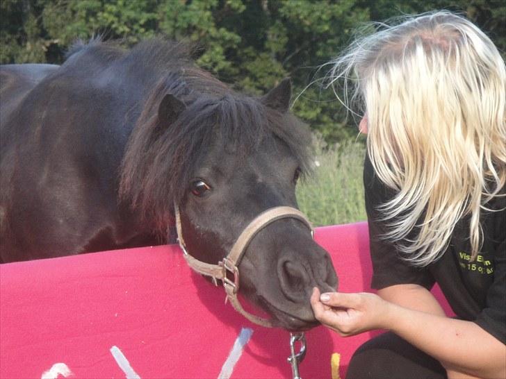 Shetlænder miss pinky - velkommen til hendes profil! min smukke tøs (: sommer ´10 billede 2
