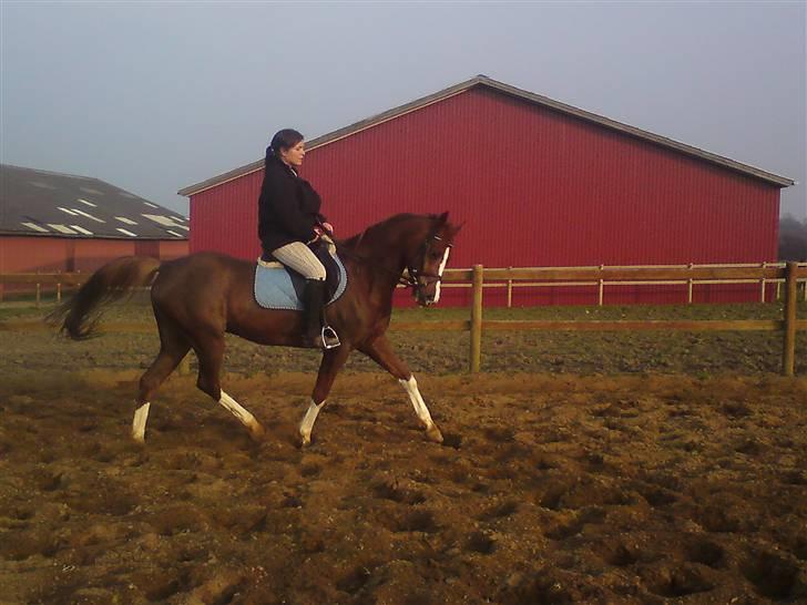 Sportsaraber (A) Iwan (four socks) billede 6