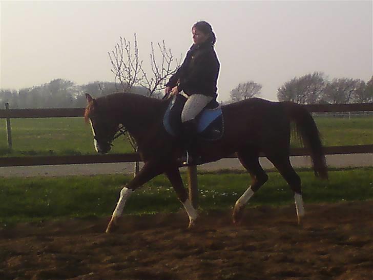 Sportsaraber (A) Iwan (four socks) billede 7