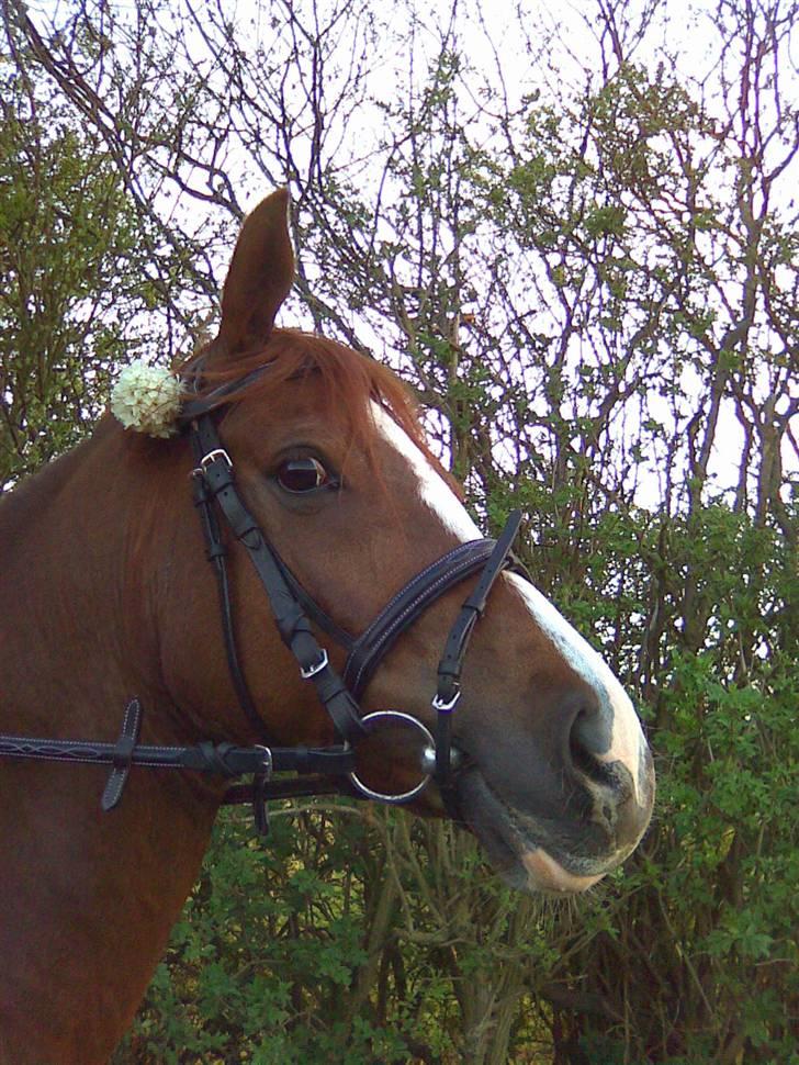 Sportsaraber (A) Iwan (four socks) billede 8