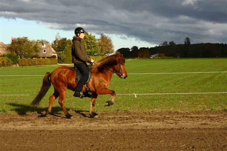 Islænder Vina Vom Neuhoff - NYT! Arbejdstölt  Foto: Tina J billede 6