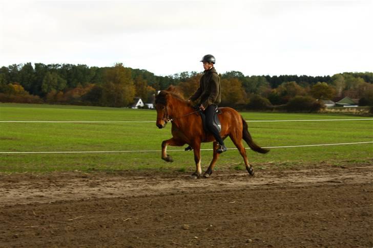 Islænder Vina Vom Neuhoff - Nyt! Arbejdstölt på banen d. 18/10-09 Foto: Tina J billede 7
