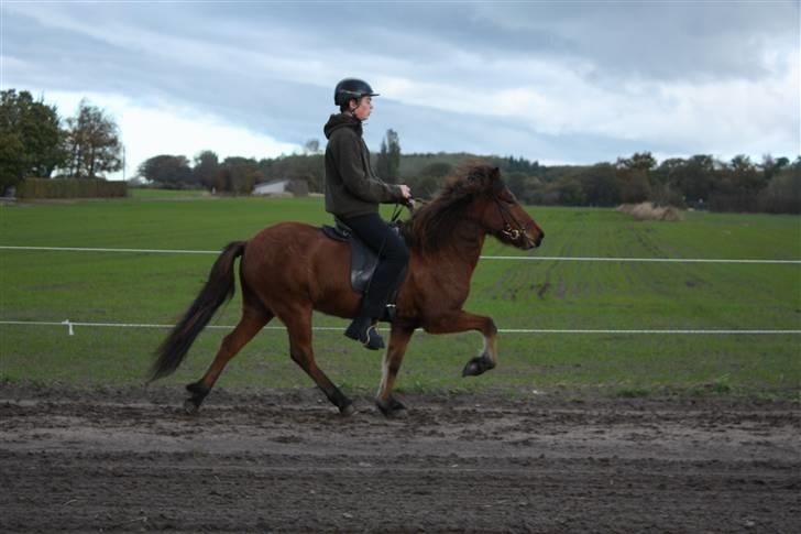 Islænder Vina Vom Neuhoff - Nyt! Øgning i Tölten :D Foto: Tina J.  billede 8