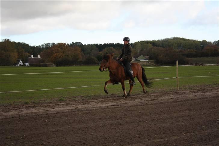 Islænder Vina Vom Neuhoff - Nyt! Tølt for løse tøjler :D Foto: Tina J billede 9